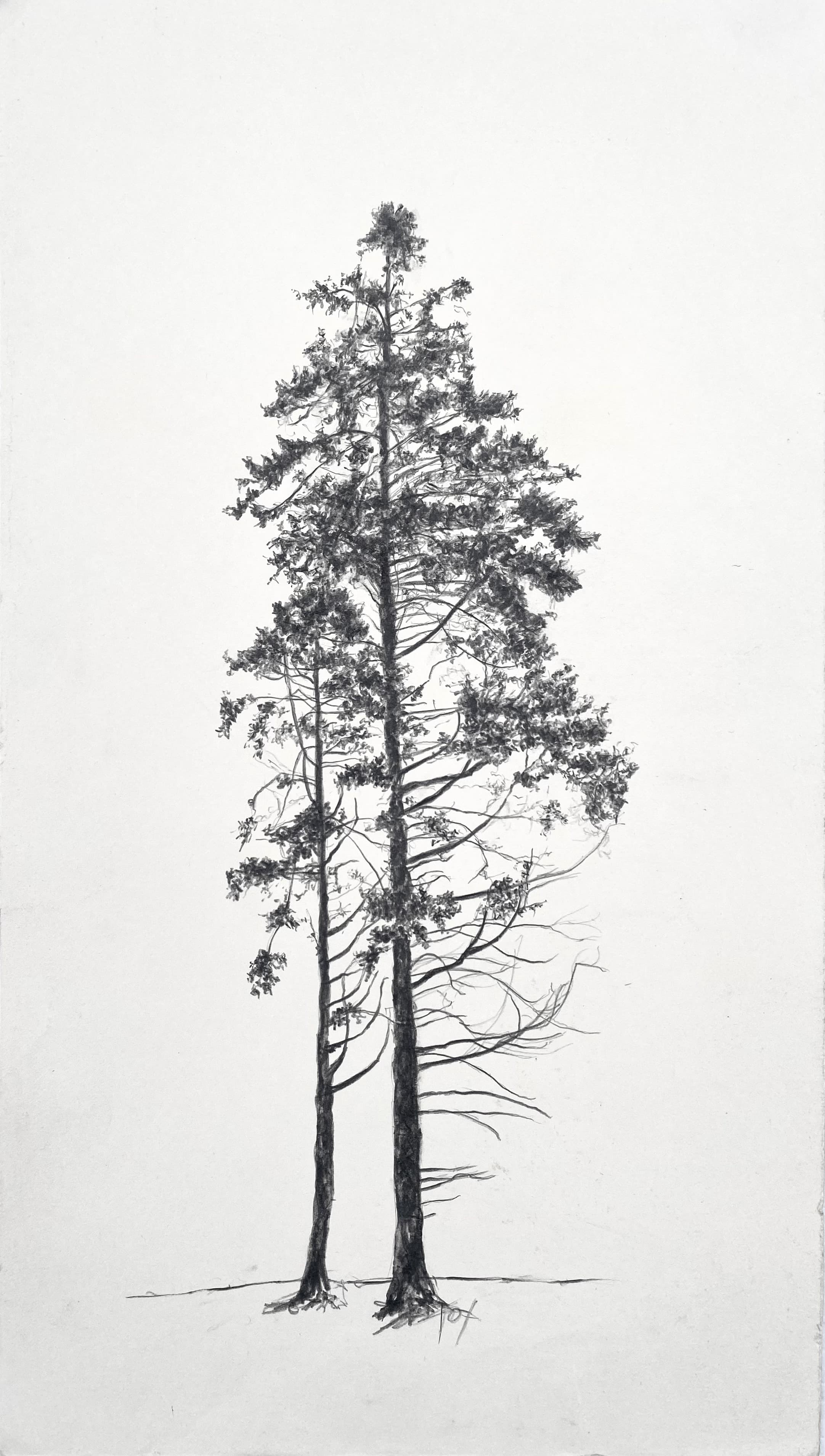 Larch pair